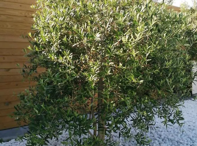 Casa Salitre Tatil Evi